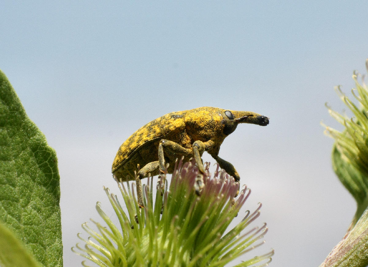 Larinus scolymi